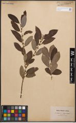Foto von Salix cinerea L.